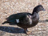 Moschusente Männchen